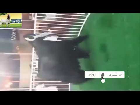 اضخم تيس عارضي بالخليج