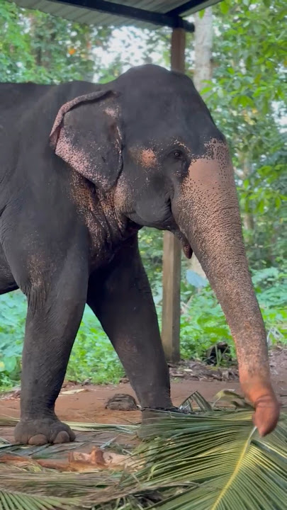 නිවාඩු පාඩුවේ ගෙදරට වෙලා😌 #viralshorts #trending #elephant #shots #reels #funny #viral #viralvideo