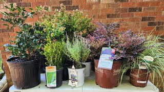 Check out my August clearance plant haul from Lowes! Great deals and beautiful plants. Ga/zone 8a.