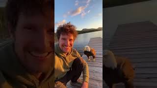 🦅 Bald Eagle Walks Up to Cameraman 😳