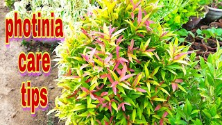 Photinia plants , red tip plants tips tricks Red Tip Plants