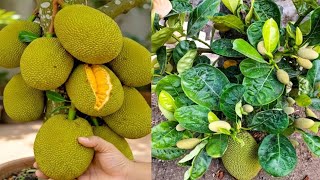 New Technique To Grow Jackfruit Tree | How to grow jackfruit tree use secret Tips 