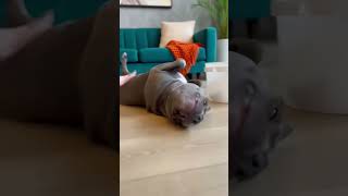 Bruno Puts Toko Chihuahua In His Place