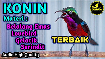 KONIN GACOR FULL ISIAN BELALANG EMAS, GELATIK, LOVEBIRD, SERINDIT COCOK UNTUK MASTERAN KOLIBRI BAHAN