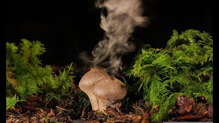 Can you eat a puffball?