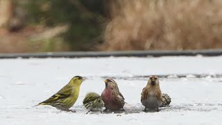 Siskin - Redpoll