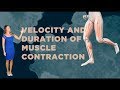 Muscle Contraction: Velocity &amp; Duration