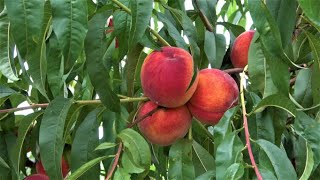 Сорт-эталон /Плодоношение персика Ред Хевен