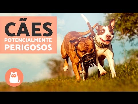 Vídeo: Por que os malamutes são considerados perigosos?