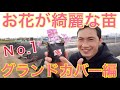 シバザクラの特徴・選び方・成長過程を説明、紹介いたします。【ガーデニング】【園芸】