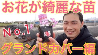 シバザクラの特徴・選び方・成長過程を説明、紹介いたします。【ガーデニング】【園芸】