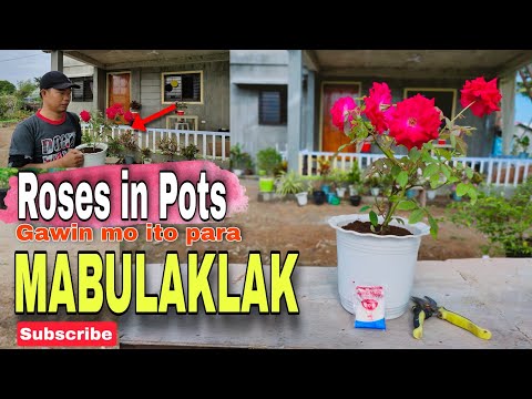 Video: Ang Bulaklak Na Karangyaan Ng Nasturtium