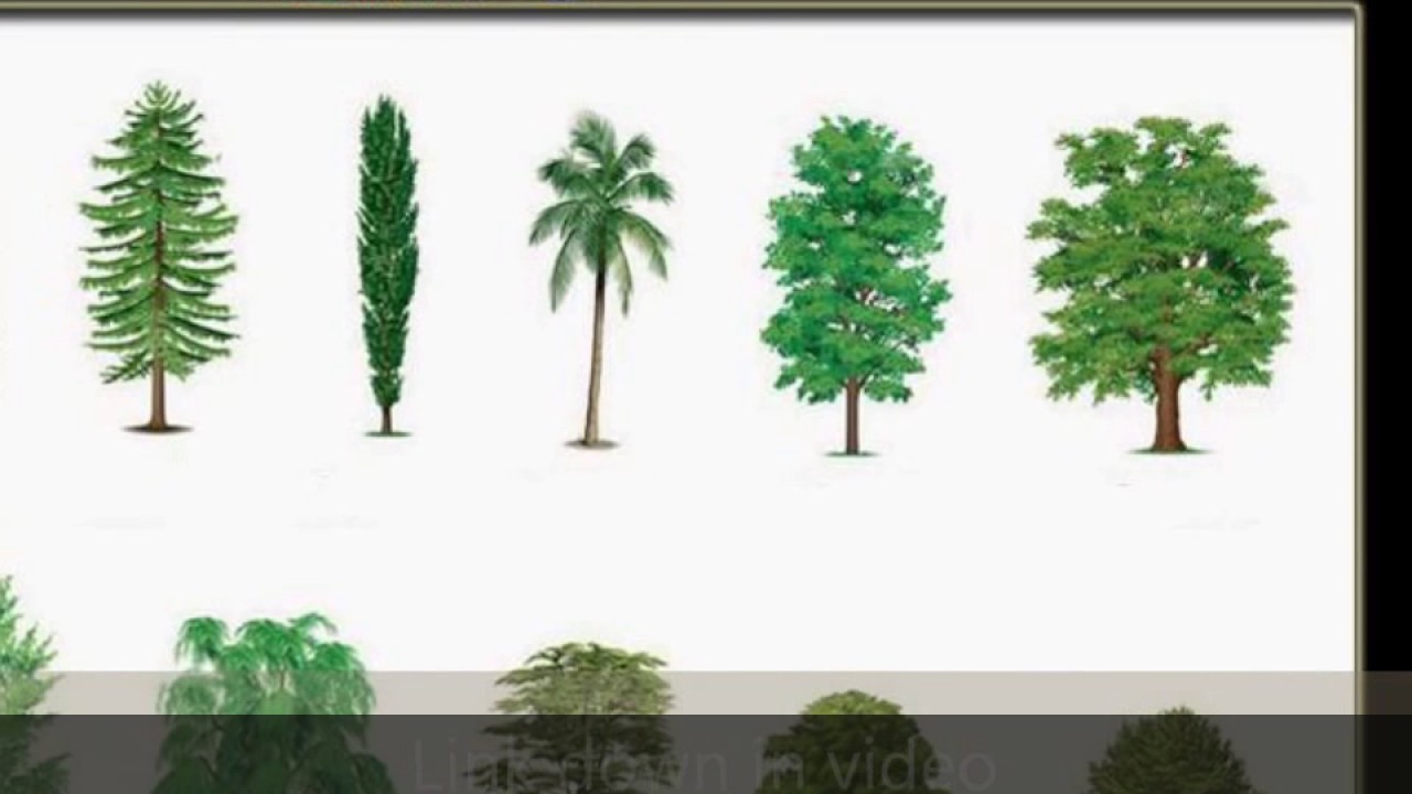 Tipos de árboles comunes YouTube Tipos de árboles comunes YouTube