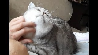 ♥ САМАЯ ласковая кошка ♥