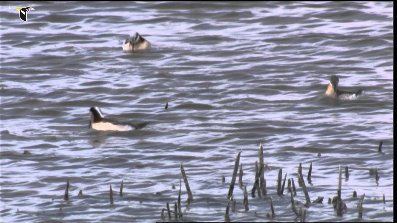 Wilson's Phalarope Foraging 