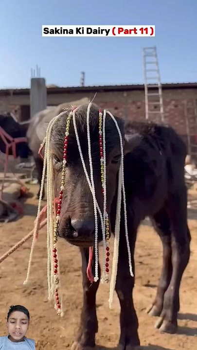 Shakeela ke bachade ki shaadi#comedy #funny #video