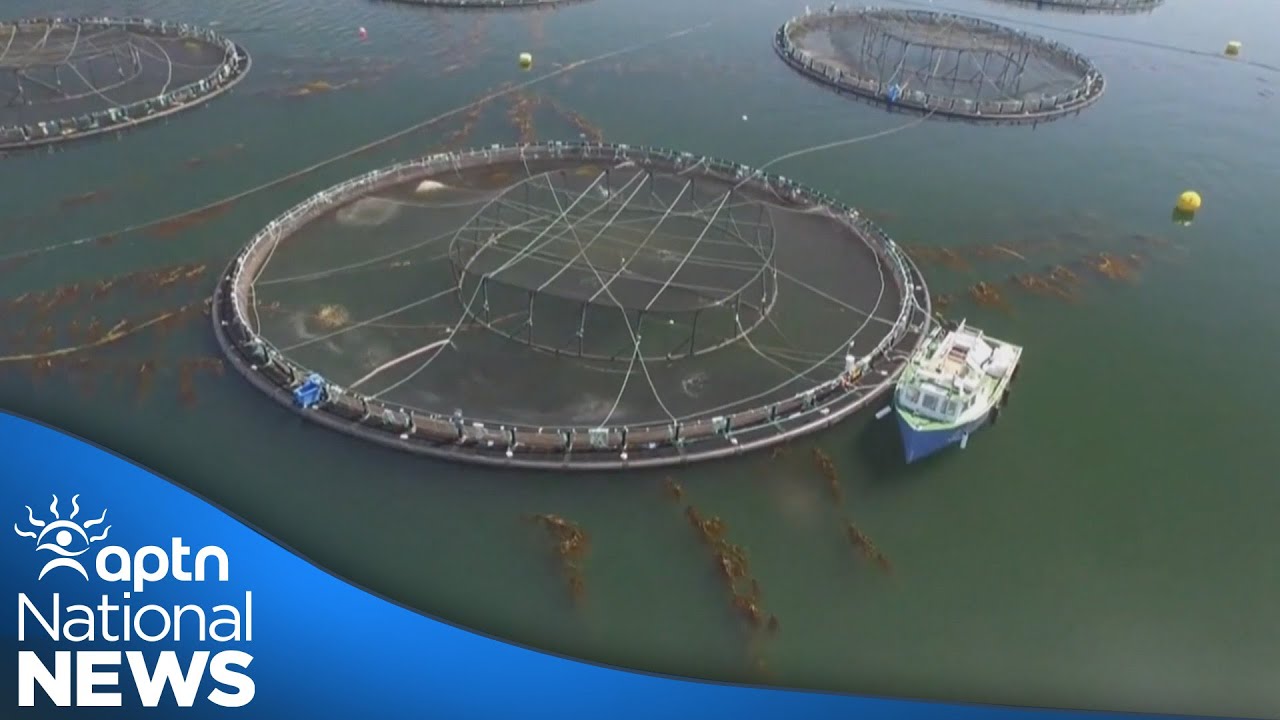 Heated battle over open net fish farms in B.C. | APTN News