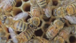 Close-Up View of Bees in a Honeycomb Nepal Cinematic Shot Non Copyright Videos Nepal