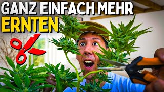 Growing for Beginners: Get Bigger and Better Yields by Pruning Correctly? Topping and High Stress...