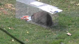 How To Catch A Groundhog