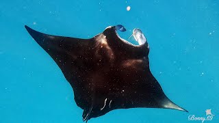 Fiji - The Soft Coral Capital of the World - Freediving with Manta Rays - July 2025 screenshot 3