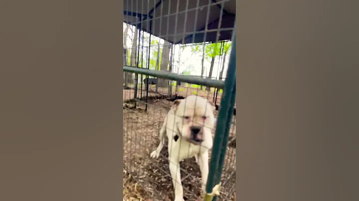 Spring season #bjbd #americanbulldog #bulldog #oklahoma #classic #hybrid #performance #standard