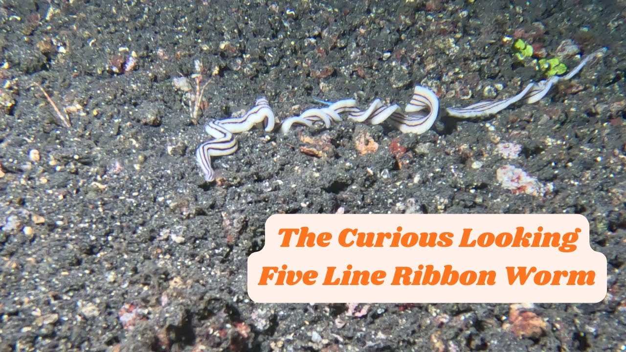 Check Out This Curious Creature - the Five-Line Ribbon Worm!