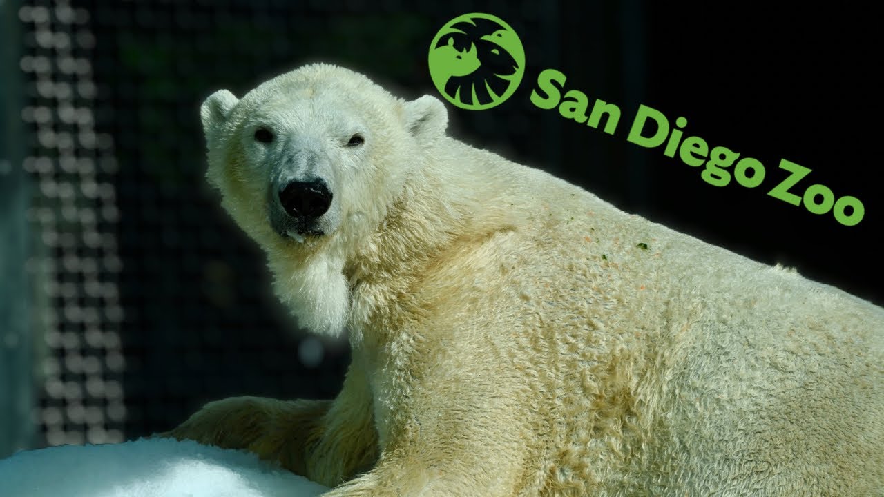 Polar Bear Plunge looks Amazing! - State of the San Diego Zoo