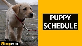 Puppy Schedule (Potty, Sleep, Feeding, Crate Training Schedule)