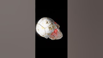 Abstract Skulls: Where Art Meets Innovation 🎨💀  #blender #3d