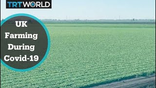 UK farm worker shortages sees small farms suffer