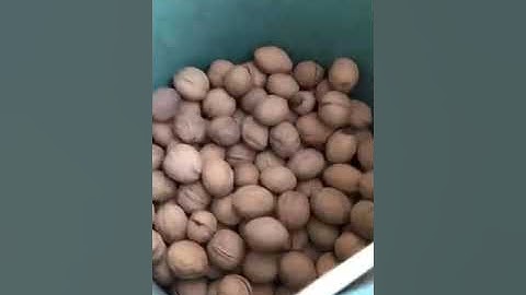 Kadıoğlu Boost1900z Empty, Rotten Walnut Pecan Seperator User Video