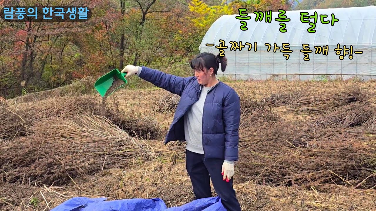 람풍의 일상: 들깨를 털다 - YouTube
