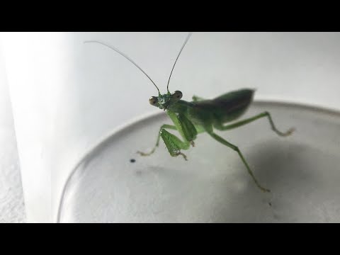 Praying Mantis Setup Tutorial