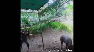 Wisisi Putra Oneba Ilanery Gumenggame