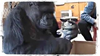 ПРИКОЛЫ С ЖИВОТНЫМИ | FUN WITH ANIMALS #516 ПРИКОЛЫ С ЖИВОТНЫМИ | FUN WITH ANIMALS #516