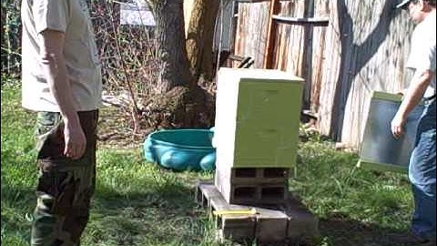 Bees Nuc Installation Pt 3