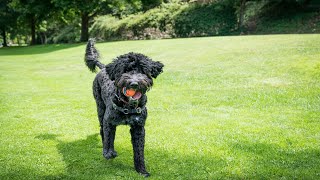 Portuguese Water Dogs and Canine Freestyle Dancing: A Perfect Match