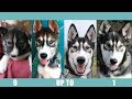 Husky Puppy | A Year In The Life
