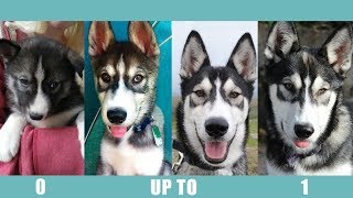 Husky Puppy | A Year In The Life