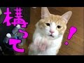【超可愛い】かまって欲しい猫をひたすら無視してみた! I tried ignoring the cat I want to play