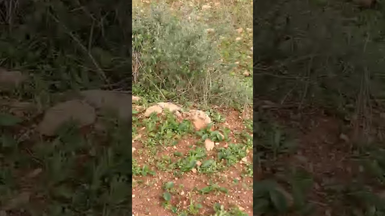 سلام عليكم عواشركم مبروكة خوتي بلاد ممتازة صلاحة لكولشي 0696499813