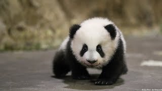 Premières cascades pour les bébés pandas du Zoo de Beauval