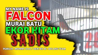 Murai Batu Ekor Hitam 'FALCON' Tampil luar biasa di SRIKANDI CUP 2