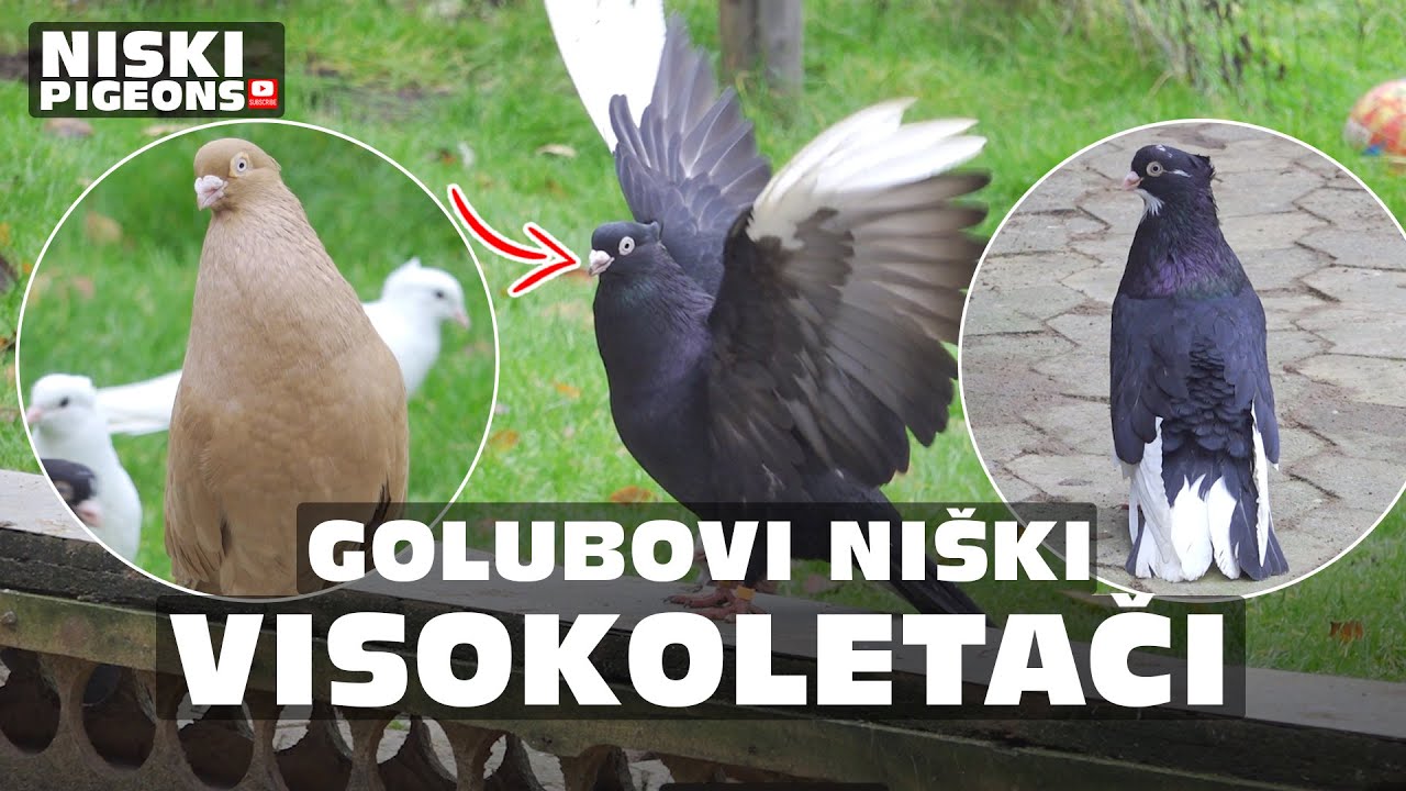 Golubovi Niški Visokoletači / Pllumat Shpicat / Pigeon Highflyer