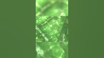 Stinging nettle under microscope. #shorts #surprise