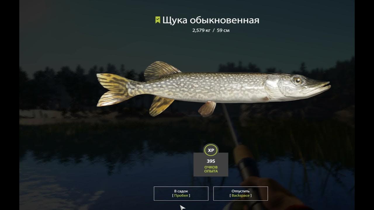 Хищные озерные рыбы. Щука в дождь. Щука нападает на рыбу. Видит ли щука. Видит ли щука.
