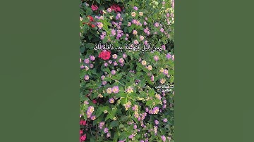 آيات من سورة الإسراء|الشيخ #ماهر_المعيقلي |تلاوة خاشعة| حالات واتس|حالات قران كريم