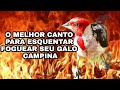 ESSE CANTO 💯 SELVAGEM DO GALO CAMPINA VAI FAZER SEU CAMPINA CANTAR MUITO ESQUENTAR SEU GALO CAMPINA