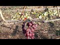 28 октября. Поздние сорта винограда.